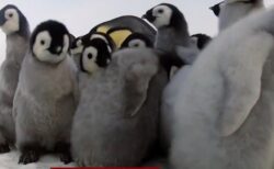 【たまらん】カメラを仕込んだペンギンのぬいぐるみ、ペンギンの群れに潜入！