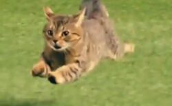 【躍動感ｗ】球場に乱入した猫、スーパースローカメラで見てみると・・