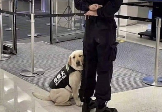 【ぴとっ】可愛いすぎる初日の警察犬が話題にｗ
