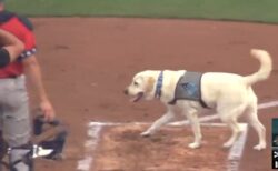 【動画】得意げに球場でお手伝いする犬が話題に「めっちゃ賢い！」
