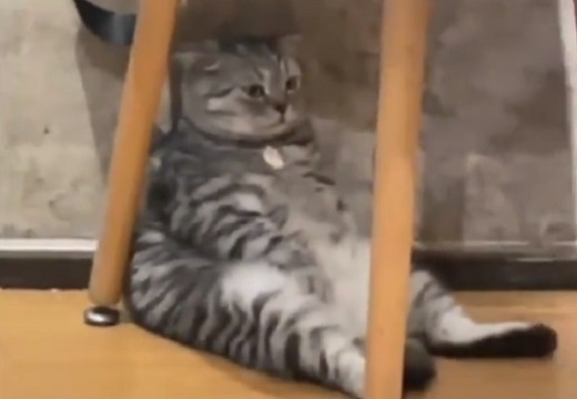 【どしーん】座り方が可愛いすぎる猫が話題に「表情がｗ」