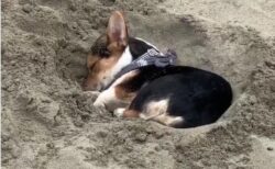 【zzz】砂浜で遊んでいたコーギー、爆睡してしまうｗ