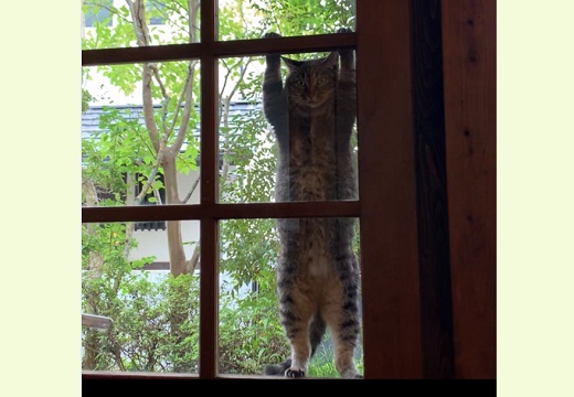 【爆笑】カフェでふと窓を見たら衝撃的な姿の猫がｗ
