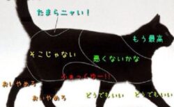 【話題】犬・ねこ・うさぎ・・どこを触ると喜ぶかが分かる図がおもしろい