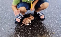 【泣いた】雨のなか子猫を拾った男児、10年後の2人の姿が話題に