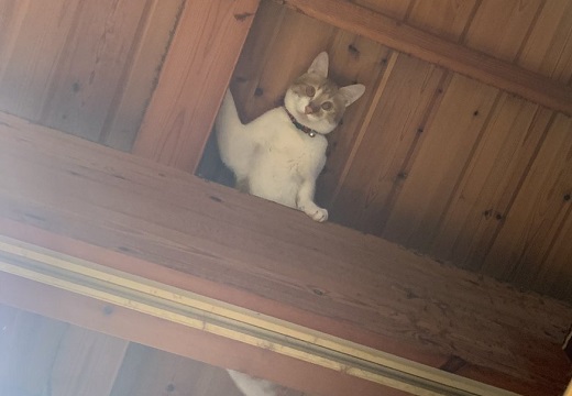 【！】天井のすごい場所から見下ろす猫が話題にｗ「これは忍び！」