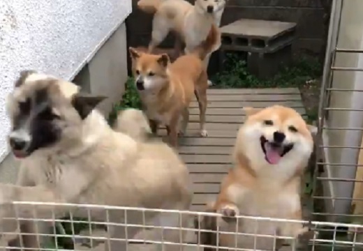 【わちゃわちゃ】犬の柵を外してみたら‥の動画が話題「すっごい幸せそう」「羨ましい」