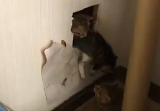 【動画】「壁の中から声？」穴開けてけてみたら子猫！どんどん出てくるｗ