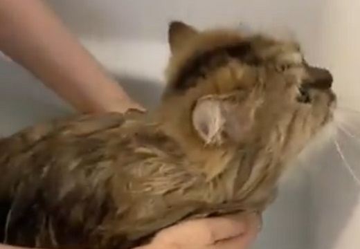 【保護猫】お風呂中「ぬこーー！」と叫ぶねこちゃんが話題「本当に言ってる！」「可愛い声」