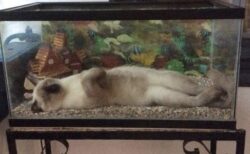 【すっぽり】水槽の中で横になって眠る猫が話題にｗ