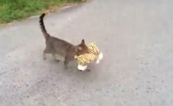 【ｗ】尻尾るんるんでぬいぐるみを運ぶ猫。こっそりついて行ってみたら・・