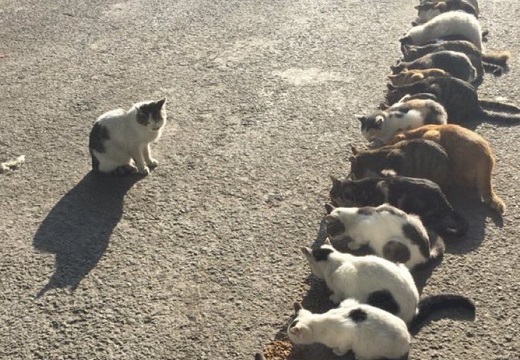 【ｗ】猫先生と一列に並んだたくさんの猫、可愛いすぎる写真が話題に