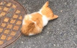 【ふわふわ】道端で寝てしまった子猫、たまらない可愛いさｗ