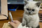 【動画】男児の遊び相手をする猫、賢すぎる！