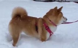 【ぼふっ】雪のなか散歩する柴犬、おもむろに顔面ダイブする様子が可愛いすぎるｗ