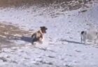 【ｗ】ノリノリで水浴びするカメと、ドン引きしながら遠巻きに覗いてる犬が可愛いｗ