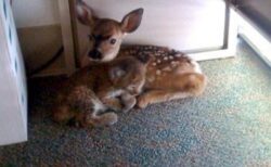 【泣】小鹿とオオヤマネコの赤ちゃん、山火事から救出されぴったり寄り添う
