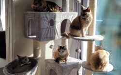 猫が集まるキャットタワー、これは見ているだけで幸せになれる(*ФωФ)(*ФωФ)(*ФωФ)