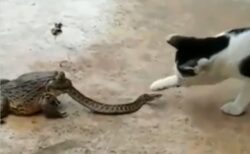 【！？】カエルと蛇とネコと少女、凄い状況の動画が話題にｗｗｗｗ