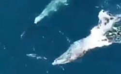 【動画】ドローンで撮影されたクジラとイルカが戯れる様子が話題に「楽しそう！」