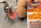 【動画】飼い主に投げつけられた犬、ぶつかった男性に保護される