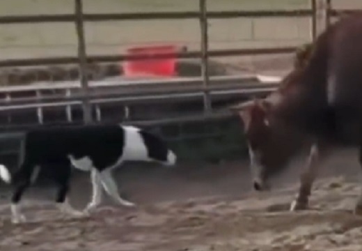 【動画】全犬種で最高知能をもつボーダーコリーの圧！牛を相手にカッコよすぎ！！