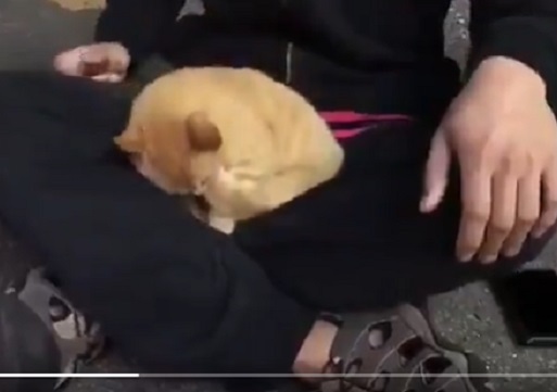 【動画】意地でも脚の間で寝たい猫！羨ましすぎるｗｗｗｗ