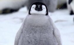【すやぁ】赤ちゃんペンギン、立ったまま眠ってしまうｗｗｗｗ
