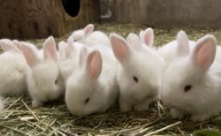 【生後1か月弱】明日公開されるアンゴラウサギの赤ちゃん達！可愛いすぎるｗ