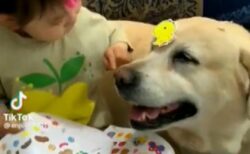 【えｗ】女児のシール遊びに付き合う犬達が話題に「めちゃくちゃ優しい」「表情ｗ」