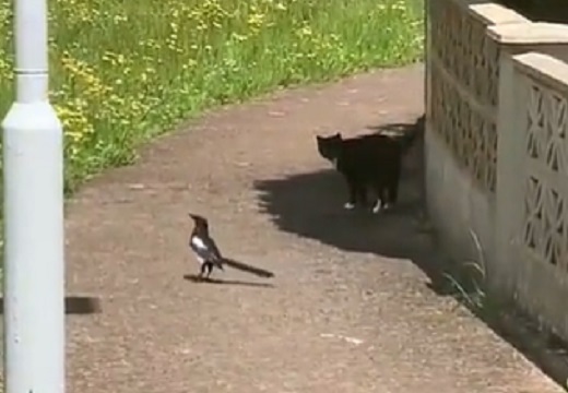 【動画】猫を尾行する鳥が話題に「鳥の方が一枚上手ｗ」