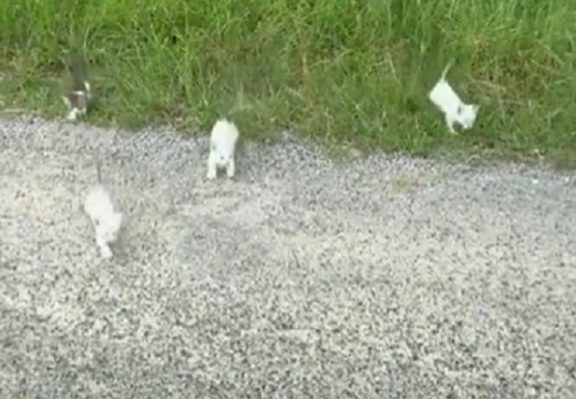 【えっｗ】道端で子猫を1匹拾ったら大量の子猫がこちらに突進してきた