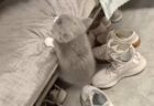 【ｗ】抱っこが好きな猫、ベストポジションを発見する(ΦωΦ)