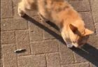 【動画】飼い主の王様ごっこに付き合うハスキー犬ｗｗｗｗ