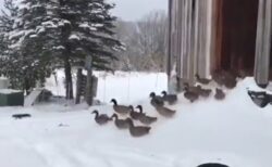 【ｗ】ウキウキで雪の中へ飛び出してきた鳥集団、あまりの寒さに総員撤退！