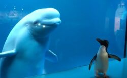 【やぁ！】水族館で出会ったシロイルカ(北半球)とペンギン(南半球)、見つめ合う姿が可愛い