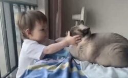 【ｗ】子供に顔を叩かれたネコ、愛がある仕返しをする(ΦωΦ)