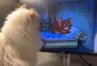 【動画】ヨガのポーズで爆睡中の子猫・・ありえない可愛さ！