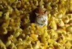 【にゃー】最高に可愛い猫の２秒動画、これは癒されたｗｗｗｗ
