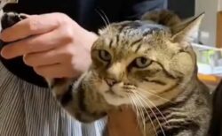 【動画】大人2人がかりで爪切りされてるネコの表情ｗｗｗｗ