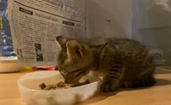 【泣】ゴミ捨て場の裏で発見された子猫、「ウマイ、ウマイ」って言いながらごはんを食べる
