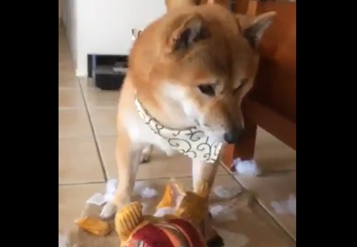 【動画】いたずらを猛反省してる犬の表情ｗ　これは怒れないｗｗｗｗ