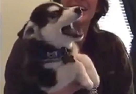 【動画】ハスキー子犬の独り言が激かわいいｗｗｗｗ