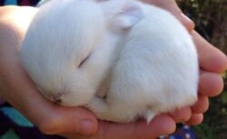 【ちょこん】生後10日めのウサギの赤ちゃん！超絶かわいい！！