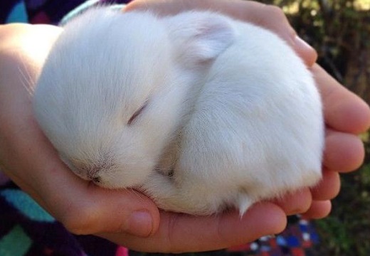 【ちょこん】生後10日めのウサギの赤ちゃん！超絶かわいい！！
