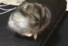 【動画】パグと寝かしつける猫、どちらも表情が可愛いすぎるｗｗｗｗ