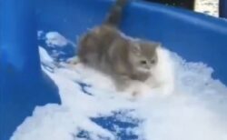 【ｼｬｰ】華麗に滑り降りるネコ！2秒動画の中毒性が凄いｗｗｗｗ