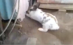【感動】助けを求める猫の声に気づいたウサギ、一心不乱に穴を掘り救助する