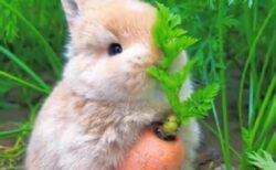 【ひゃー】ニンジンの葉っぱをむさぼるウサギが想像以上に可愛いｗｗｗｗ
