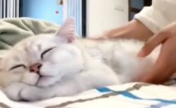 【笑】もっと寝たい猫、どんなに起こされても幸せそうに寝る！